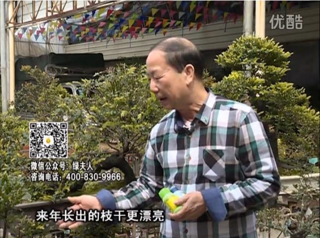 通叔親自體驗(yàn)，盆景凍后用綠夫人營養(yǎng)液抽芽恢復(fù)好