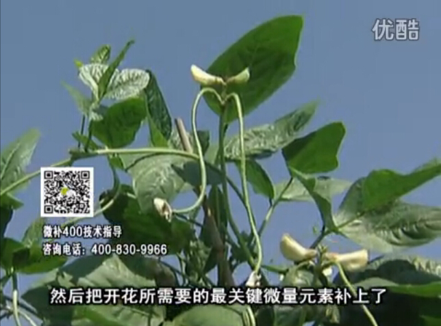20160502珠江臺搖錢樹：雨水天多蔬菜香蕉長勢差沒產(chǎn)量？撒微補(bǔ)倍力促根壯長勢