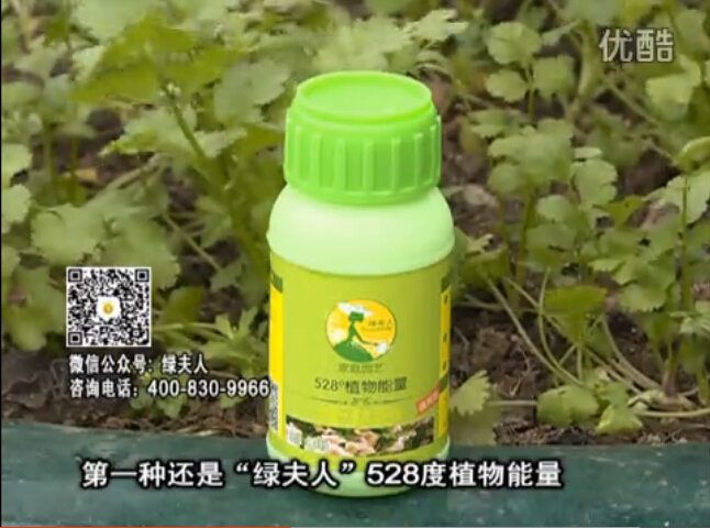 20160502珠江臺(tái)搖錢樹：家庭小院種蔬菜，用綠夫人營養(yǎng)液長勢(shì)好