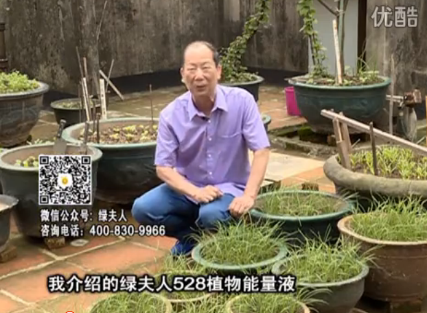 20160509珠江臺(tái)搖錢樹：天臺(tái)種葉菜用綠夫人營養(yǎng)液，抗病好、長勢(shì)綠