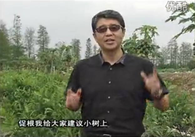 20160509珠江臺(tái)搖錢樹：柑橘淋微補(bǔ)根力鈣+精力，噴微補(bǔ)葉面肥，保樹分果好