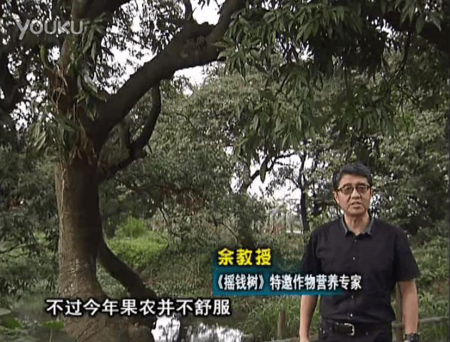 20160523珠江臺搖錢樹：荔枝龍眼用微補(bǔ)方案，膨果好、果硬有品質(zhì)，保樹綠