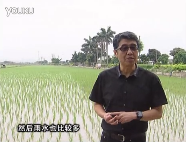 20160530珠江臺(tái)搖錢樹：水稻、甘蔗用微補(bǔ)方案，促根壯長勢，提高收益