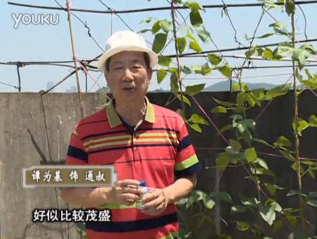 20160530珠江臺(tái)搖錢樹：天臺(tái)種豆角用綠夫人160度補(bǔ)鈣抗病液，長勢(shì)壯，幫助開花坐果