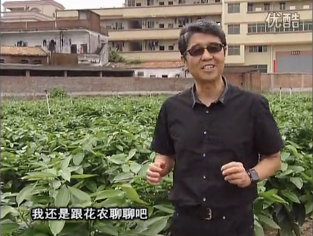 20160606珠江臺(tái)搖錢樹：觀葉植物用微補(bǔ)方案，壯根提長、保葉抗病好！