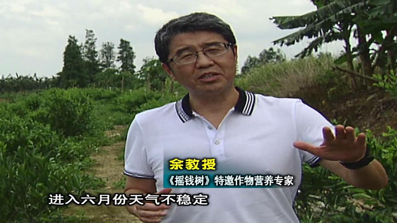 20160613珠江臺(tái)搖錢樹：柑橘噴微補(bǔ)蓋力、淋根力鈣，補(bǔ)鈣減少裂果、太陽果、果更硬
