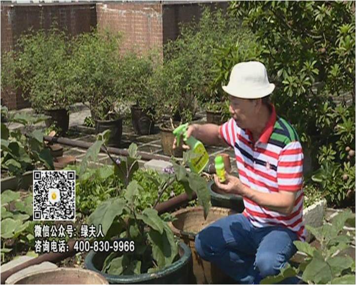 20160613珠江臺(tái)搖錢樹：天臺(tái)種茄瓜用綠夫人，長勢靚，開花結(jié)果好
