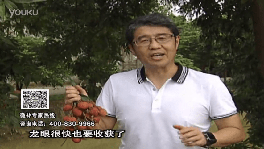 20160627珠江臺搖錢樹：荔枝轉(zhuǎn)色葉噴微補(bǔ)紅果力+蓋力，補(bǔ)充磷鉀鈣，著色增甜果硬