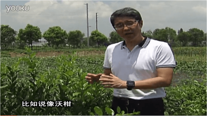 20160627珠江臺(tái)搖錢樹：柑橘減少黃葉花葉，淋微補(bǔ)根力鈣+沖力鎂、噴微補(bǔ)碧力