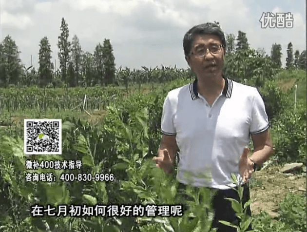 20160704珠江臺(tái)搖錢樹：柑橘淋微補(bǔ)根力鈣+沖力鎂+全力，秋梢整齊健壯、梢果同長(zhǎng)