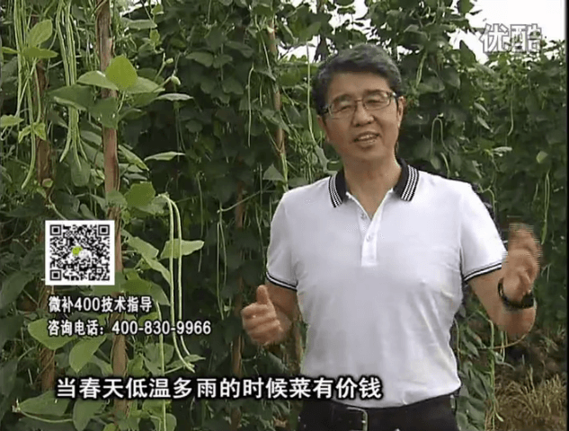 20160704珠江臺搖錢樹：蔬菜用微補(bǔ)方案，省肥藥又保產(chǎn)