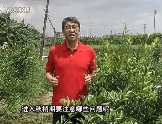 20160711珠江臺(tái)搖錢樹：預(yù)防柑橘秋梢發(fā)黃、不轉(zhuǎn)綠，用微補(bǔ)秋梢肥方案