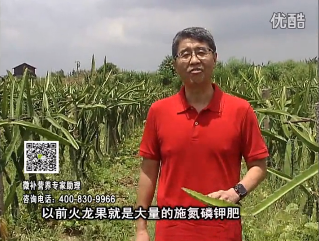 20160711珠江臺搖錢樹：火龍果用微補(bǔ)方案，開花坐果好，果實膨大品質(zhì)高