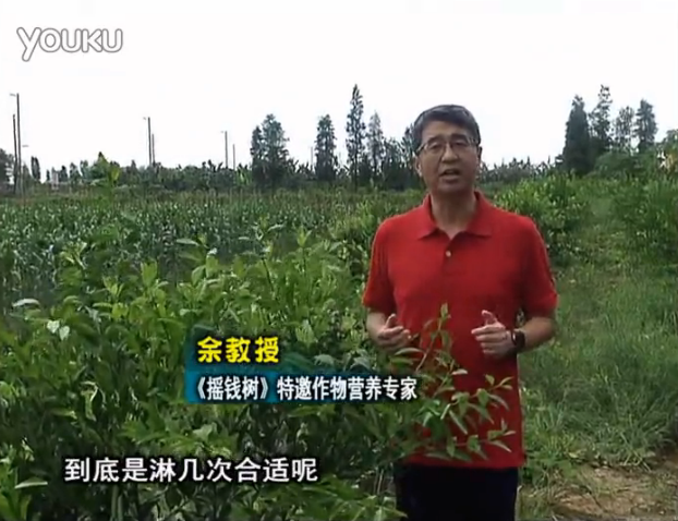 20160718珠江臺(tái)搖錢樹：柑橘放新梢怎么淋水肥好？2次微補(bǔ)秋梢整齊健壯