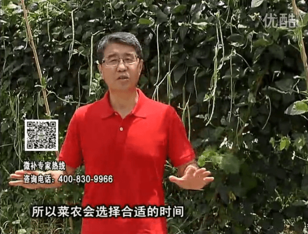 20160718珠江臺搖錢樹：瓜果蔬菜用微補(bǔ)水肥方案，結(jié)果多、有產(chǎn)量