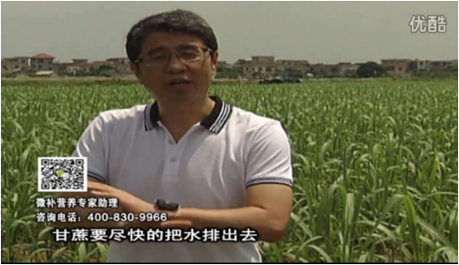 20160620珠江臺(tái)搖錢樹：甘蔗雨多漚根？淋微補(bǔ)根力鈣+精力、噴果力+壯力，促根壯長、甘蔗起灰好