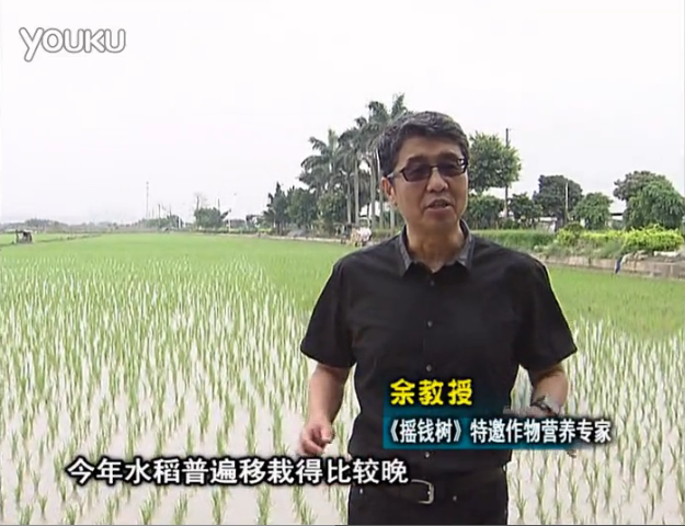 20160530珠江臺(tái)搖錢樹：水稻撒微補(bǔ)倍力、噴苗力，返青分蘗好，產(chǎn)量高