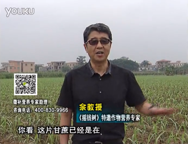 20160530珠江臺(tái)搖錢樹：甘蔗促根壯苗長勢好，淋沖微補(bǔ)根力鈣+精力、撒倍力