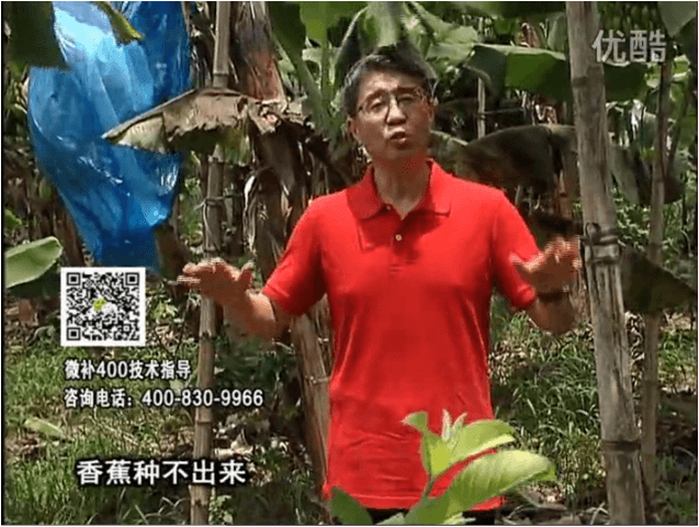 20160725珠江臺搖錢樹：香蕉用微補(bǔ)方案，調(diào)酸防黃化、膨果壯蕉好