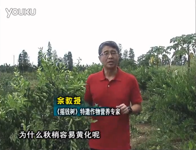 20160725珠江臺(tái)搖錢樹：柑橘淋微補(bǔ)調(diào)力，調(diào)酸預(yù)防秋梢黃化、促進(jìn)果實(shí)膨大