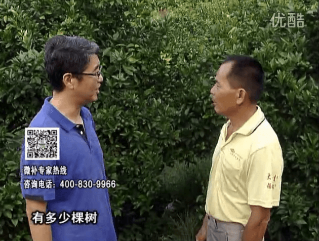 20160801珠江臺(tái)搖錢樹：柑橘連續(xù)7年用微補(bǔ)方案，保樹青綠每年增產(chǎn)30%