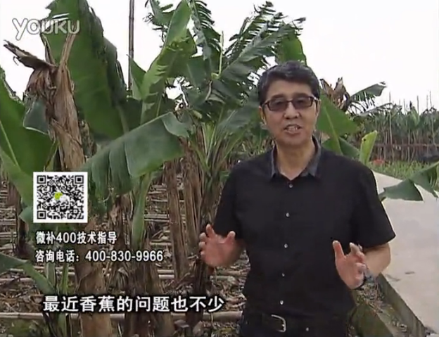 20160502珠江臺搖錢樹：香蕉撒微補(bǔ)倍力、噴果力+碧力，促根保葉、長勢快