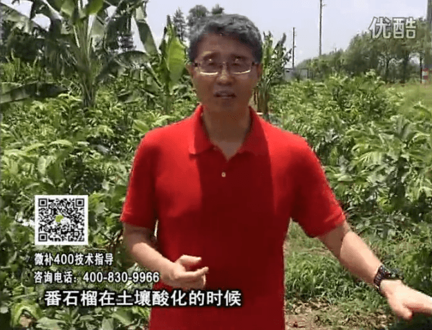 20160808珠江臺搖錢樹：番石榴用微補(bǔ)方案，保葉膨果、增產(chǎn)品質(zhì)高