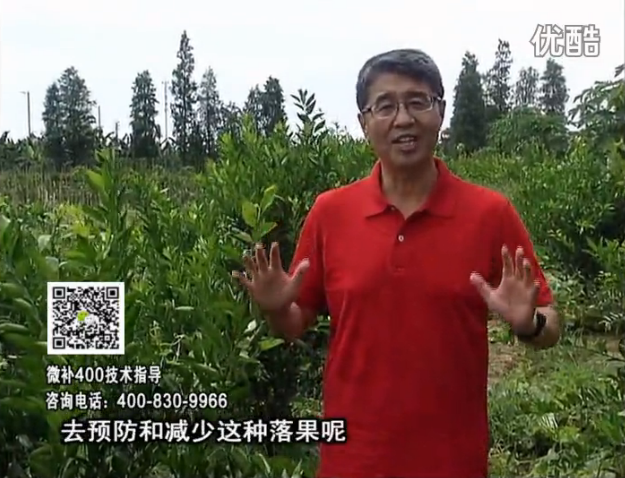 20160808珠江臺(tái)搖錢樹：柑橘噴微補(bǔ)碧力+壯力或蓋力，預(yù)防減少缺鎂落果，果硬膨大好