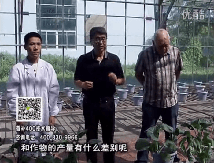 20160829珠江臺搖錢樹：微補(bǔ)溫室實(shí)驗(yàn)：大量元素水溶肥pk添加中微量元素的差距！