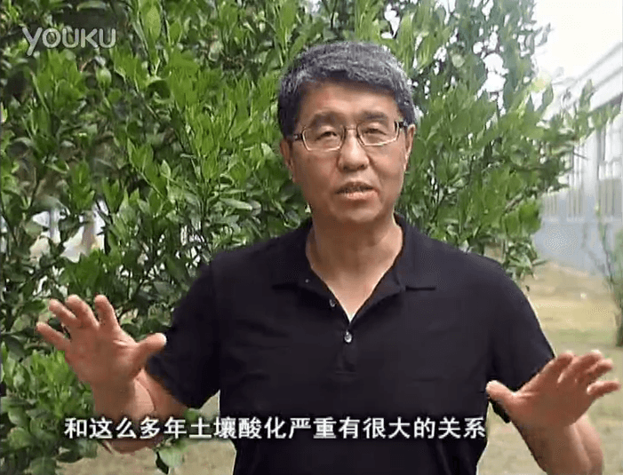 20160905珠江臺(tái)搖錢樹：柑橘秋風(fēng)一吹就黃，調(diào)酸淋沖微補(bǔ)調(diào)力是關(guān)鍵，同時(shí)保樹膨果