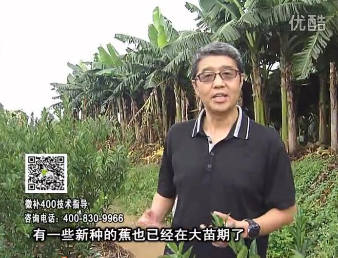 20160919珠江臺搖錢樹：香蕉淋微補(bǔ)根力鈣+沖力或撒倍力，噴果力+碧力，保葉膨蕉壯長
