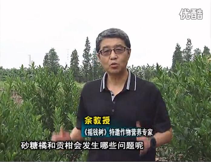20160919珠江臺(tái)搖錢樹：柑橘用微補(bǔ)方案，減少秋梢落果裂果，保樹膨果好