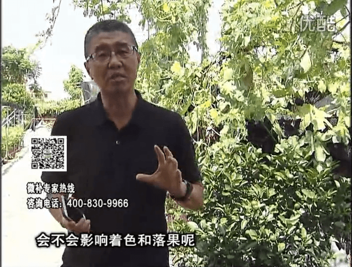 20161010珠江臺(tái)搖錢樹(shù)：柑橘葉噴微補(bǔ)花力+碧力，提前促花、減少梢葉黃