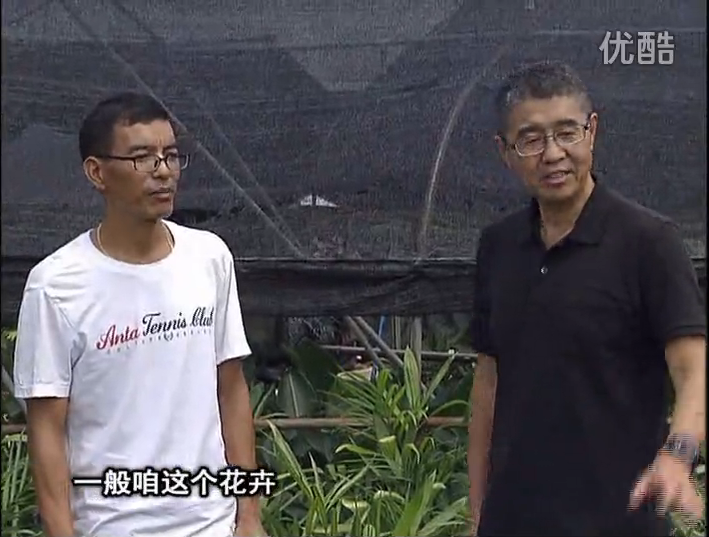 20161010珠江臺(tái)搖錢樹：盆栽花卉促根多，長勢青綠