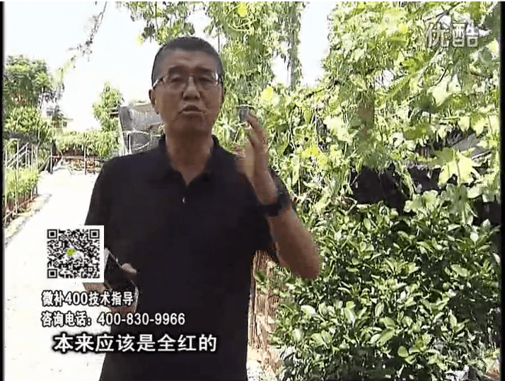 珠江臺(tái)搖錢樹(shù)：柑橘著色葉噴紅果力，著色均勻增甜增重