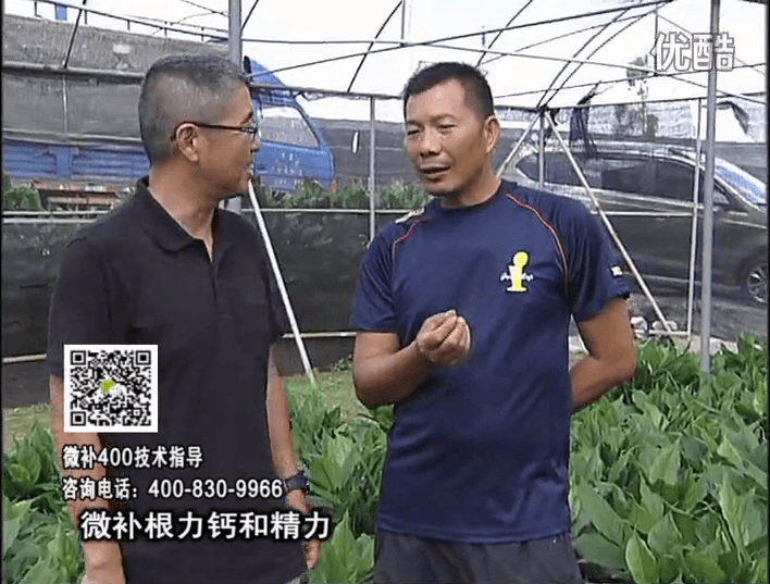 珠江臺(tái)搖錢樹：盆栽綠植澆施微補(bǔ)根力鈣+精力，促根多長勢青綠