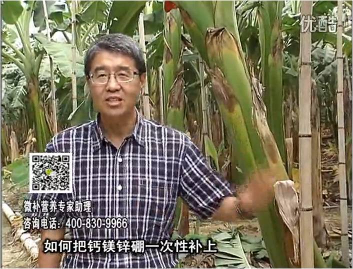 20161121珠江臺搖錢樹：香蕉撒施微補(bǔ)倍力，促根壯長、預(yù)防黃葉、提高產(chǎn)量