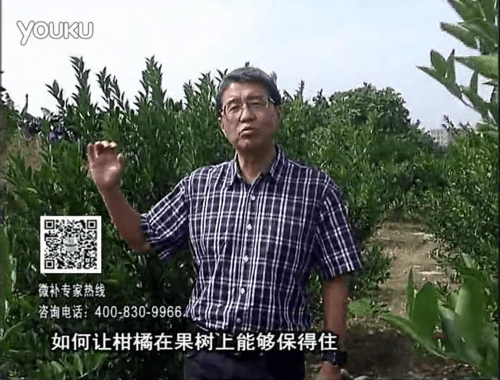 20161128珠江臺(tái)搖錢樹(shù)：柑橘噴微補(bǔ)蓋力、碧力，低溫抗凍，果掛得住，預(yù)防減少采前落果