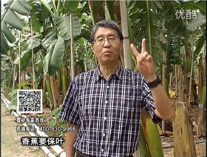 20161128珠江臺搖錢樹：香蕉用微補(bǔ)方案，預(yù)防減少黃葉、抽蕾膨蕉好