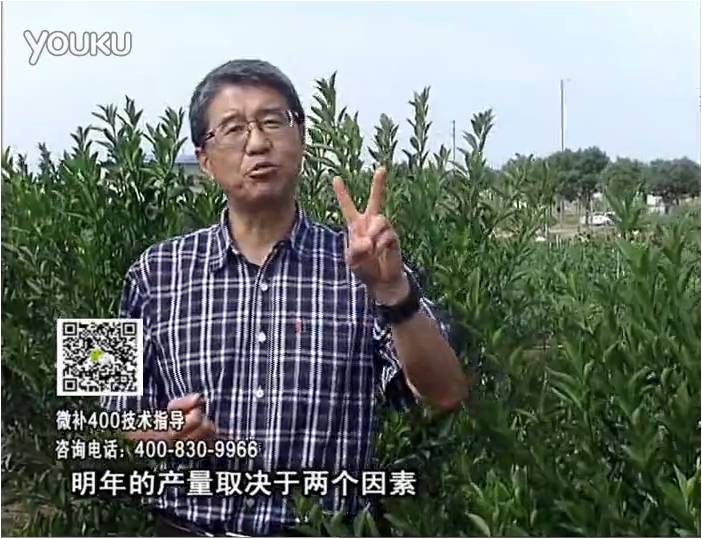 20161205珠江臺(tái)搖錢樹(shù)：柑橘噴施微補(bǔ)花力+碧力、下因迪樂(lè)有機(jī)肥，促花恢復(fù)長(zhǎng)勢(shì)好
