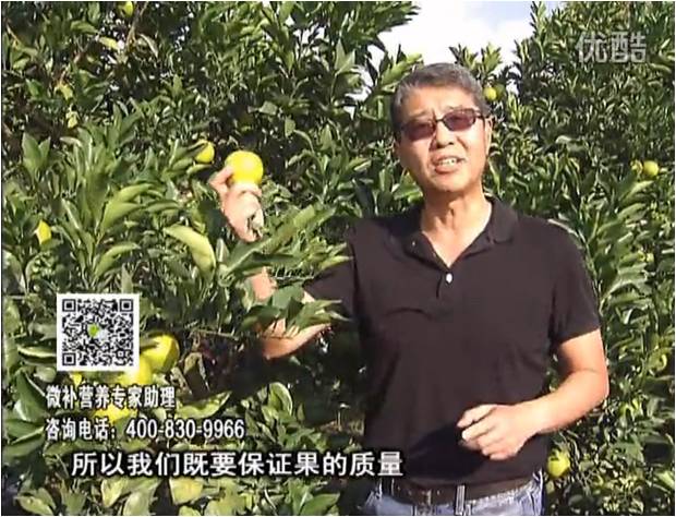 20161212珠江臺(tái)搖錢樹(shù)：紅江橙淋微補(bǔ)根力鈣+沖力，噴紅果力，樹(shù)勢(shì)壯，果品質(zhì)好
