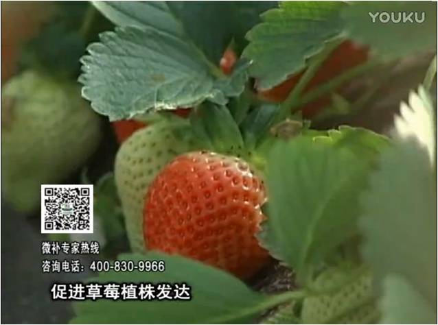 20161219珠江臺(tái)搖錢樹：草莓如何壯長(zhǎng)、果大品質(zhì)高？