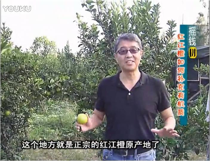 20161219珠江臺(tái)搖錢樹(shù)：紅江橙用微補(bǔ)方案，裂果少、樹(shù)勢(shì)好