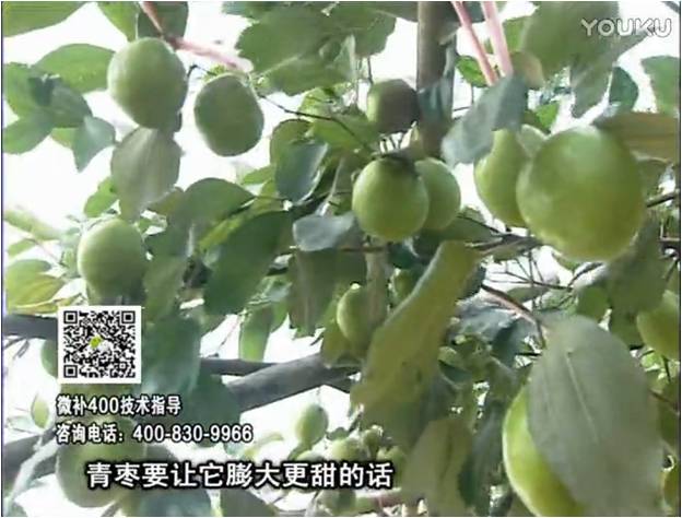 20161226珠江臺(tái)搖錢樹：青棗用微補(bǔ)方案，健壯長(zhǎng)勢(shì)，提高來(lái)花坐果