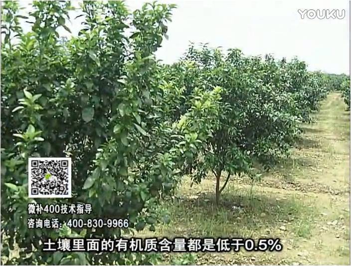 20161226珠江臺(tái)搖錢樹(shù)：柑橘噴微補(bǔ)蓋力防霜凍果、采后促花恢復(fù)樹(shù)勢(shì)撒微補(bǔ)倍力+有機(jī)肥