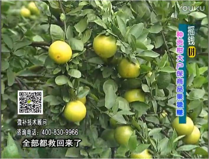 20170102珠江臺(tái)搖錢樹(shù)：柑橘噴微補(bǔ)蓋力防凍抗凍，采后冬肥下微補(bǔ)倍力+有機(jī)肥