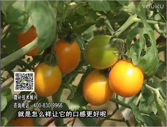 20170102珠江臺搖錢樹：番茄臍腐病、裂果、抗凍如何做？澆施微補(bǔ)根力鈣+精力，葉噴微補(bǔ)葉面肥