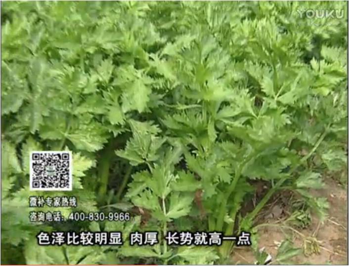 20170109珠江臺搖錢樹：葉菜如何種？長勢好又高產(chǎn)！