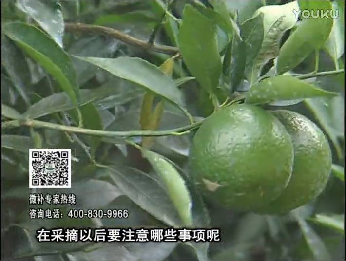 20170109珠江臺(tái)搖錢樹(shù)：新會(huì)柑用微補(bǔ)方案，保樹(shù)好，果品質(zhì)高，年年有收獲