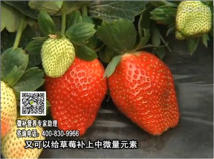 20170123珠江臺(tái)搖錢樹：草莓用微補(bǔ)方案，促根苗壯、開花坐果好